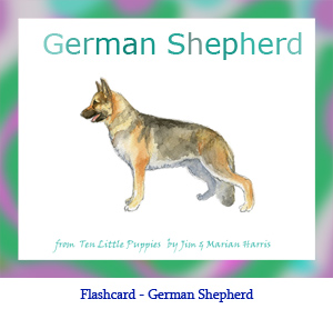 German Shepherd Dog Flashcard– with breed name